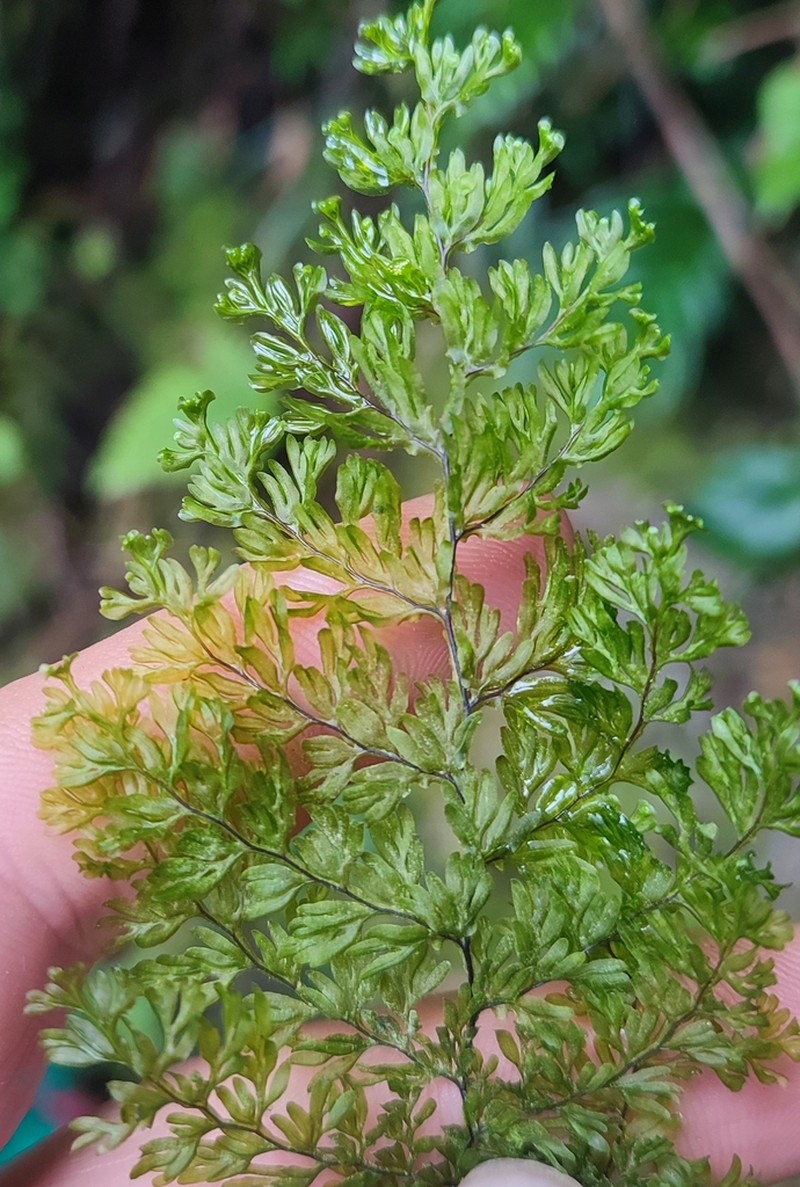 Hymenophyllum kuhnii