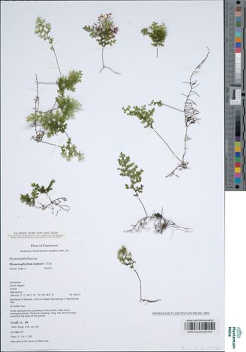 Hymenophyllum kuhnii photo 2