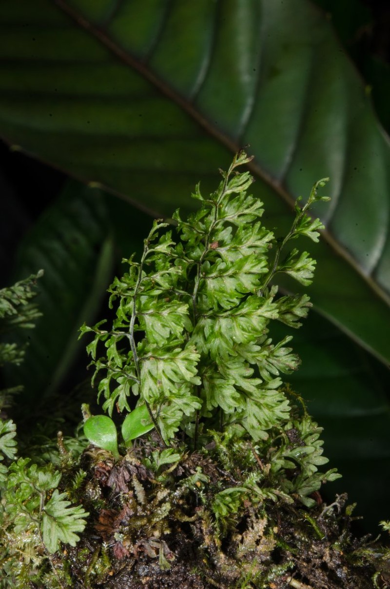 Hymenophyllum kuhnii photo 3