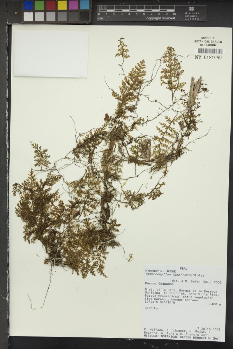 Hymenophyllum lamellatum