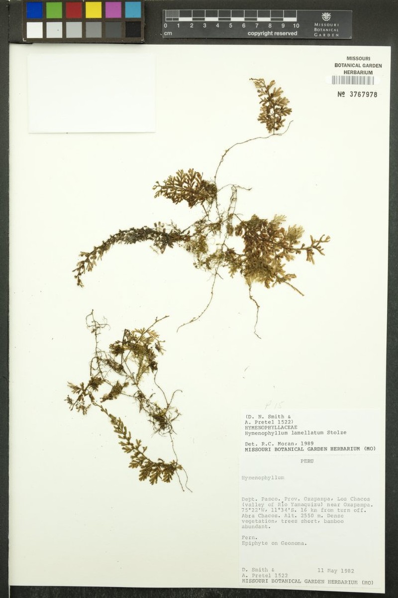 Hymenophyllum lamellatum photo 2