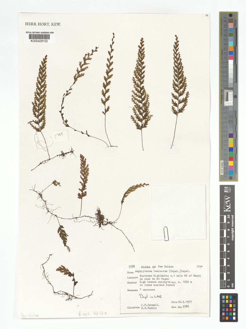 Hymenophyllum laminatum