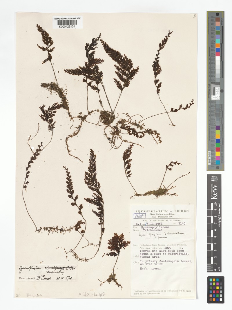 Hymenophyllum laminatum photo 2