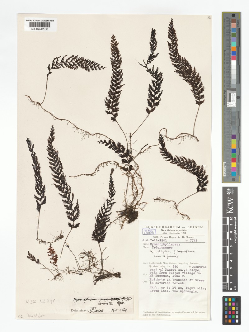 Hymenophyllum laminatum photo 3