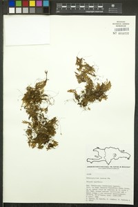 Woolly Filmy Fern