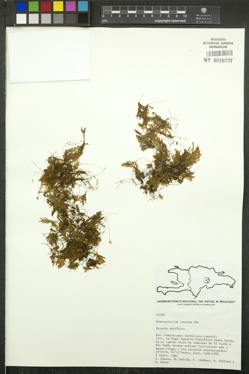Woolly Filmy Fern