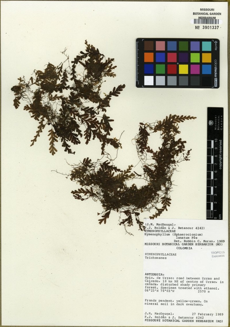 Woolly Filmy Fern photo 2