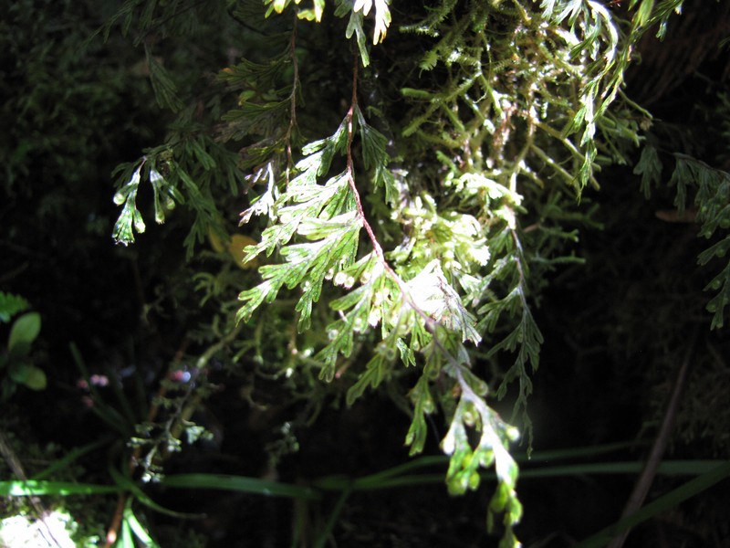 Palaihinahina photo 4