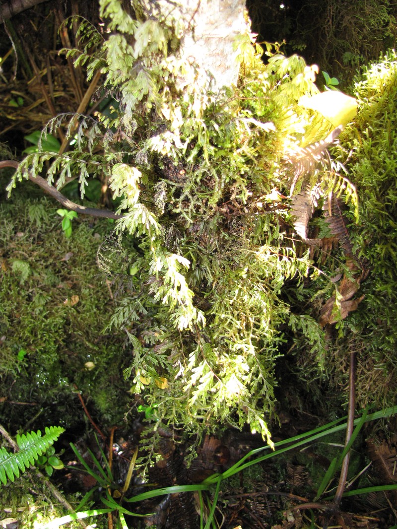Palaihinahina photo 2