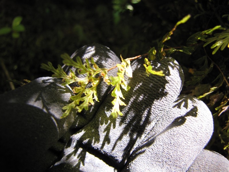 Palaihinahina photo 3