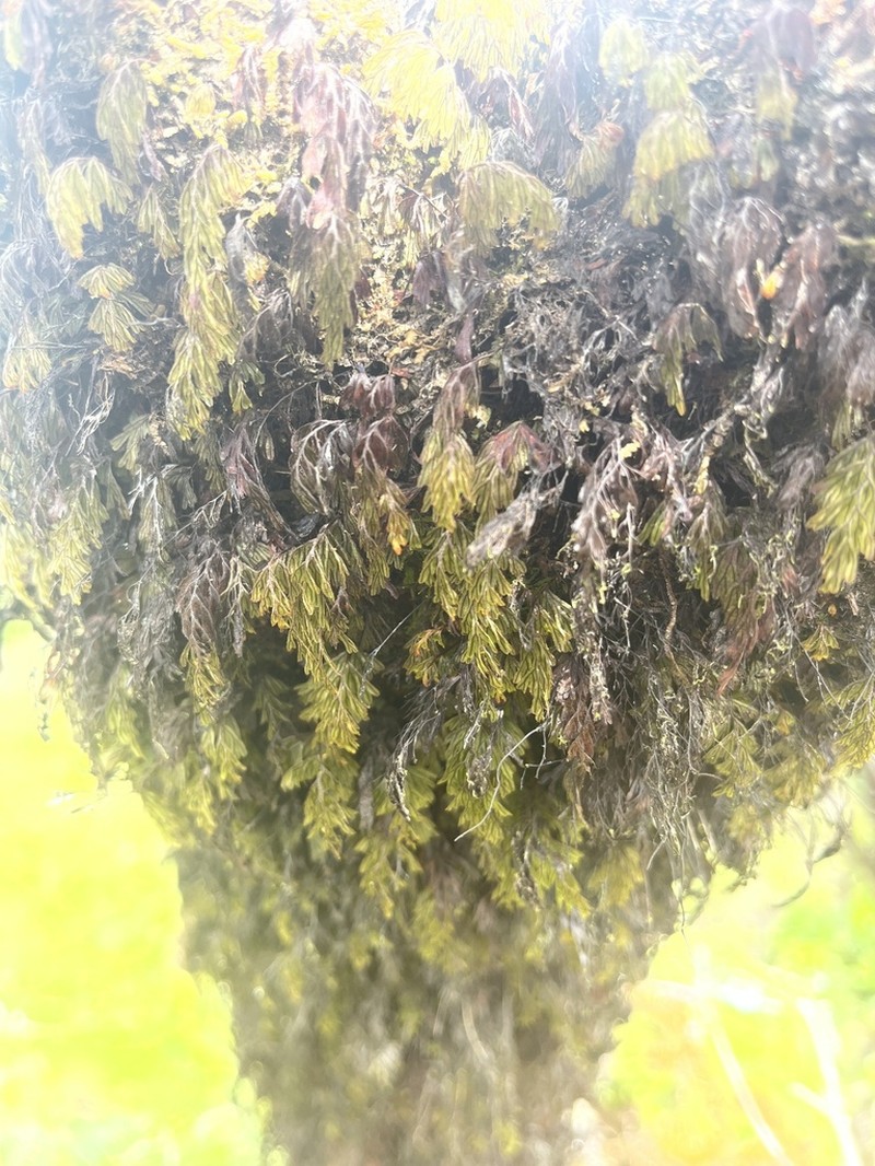 Palaihinahina photo 8