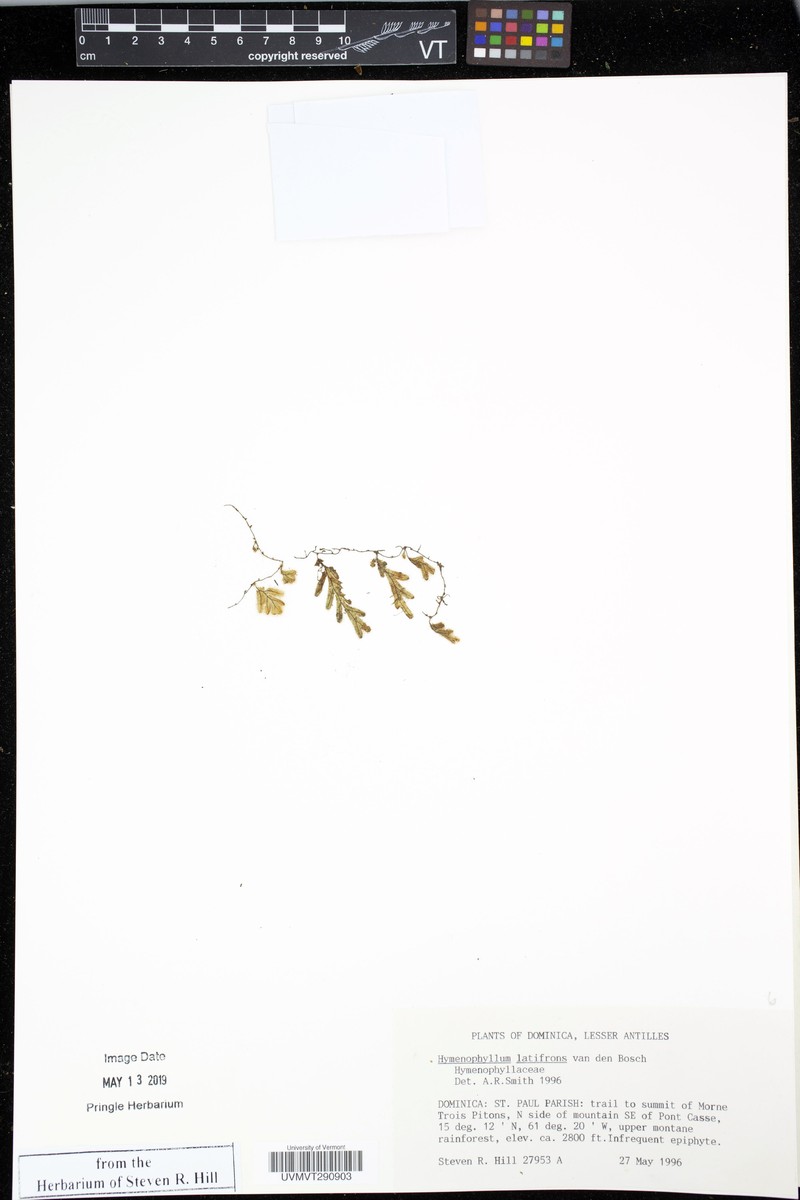Hymenophyllum latifrons