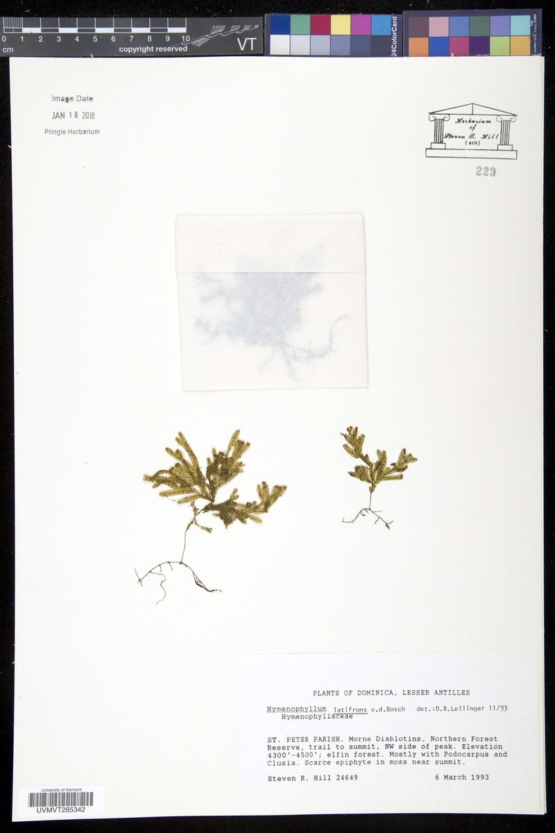 Hymenophyllum latifrons photo 2