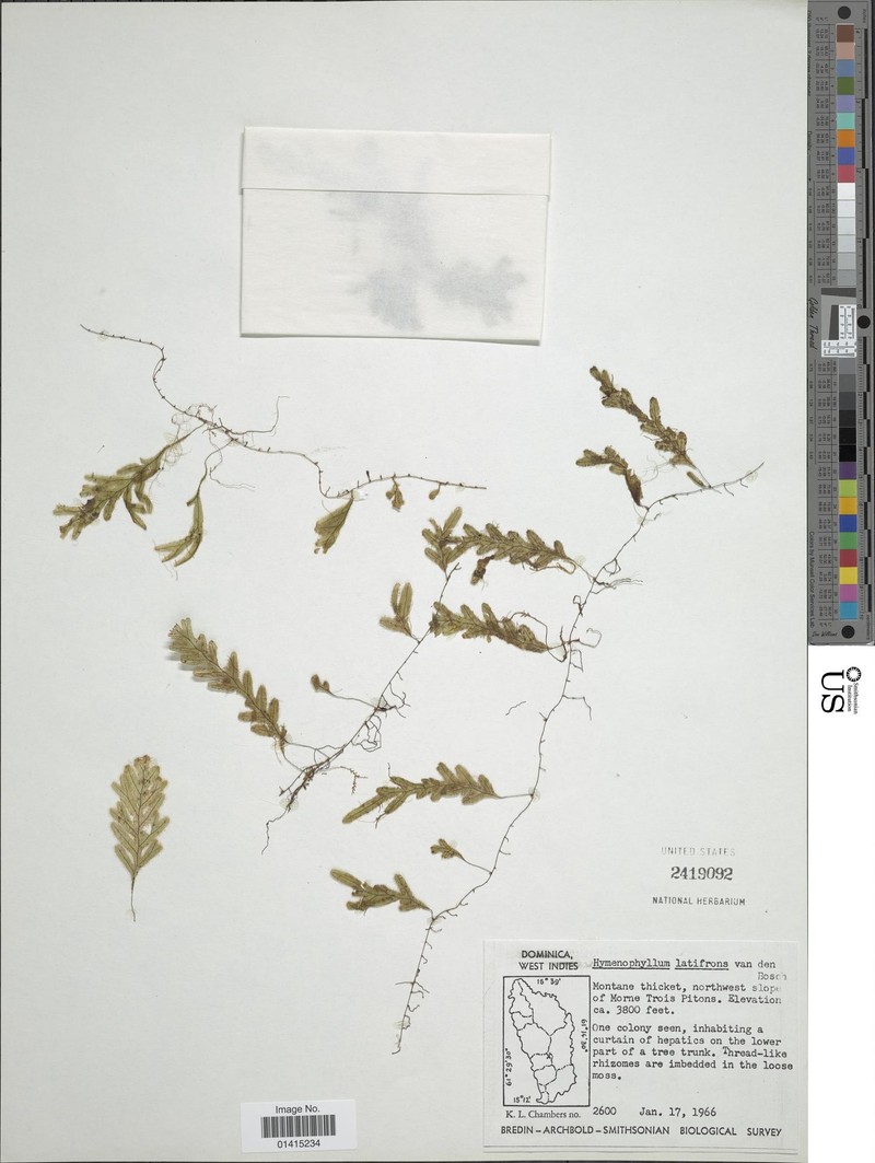 Hymenophyllum latifrons photo 3