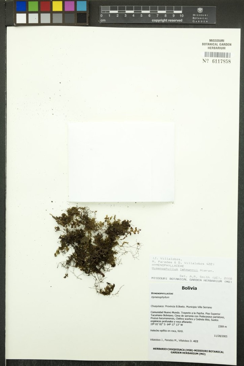 Hymenophyllum lehmannii photo 2