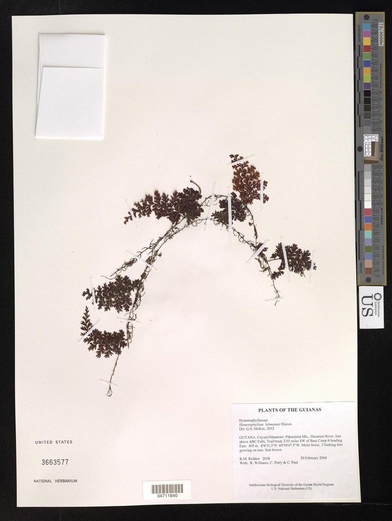 Hymenophyllum lehmannii photo 3