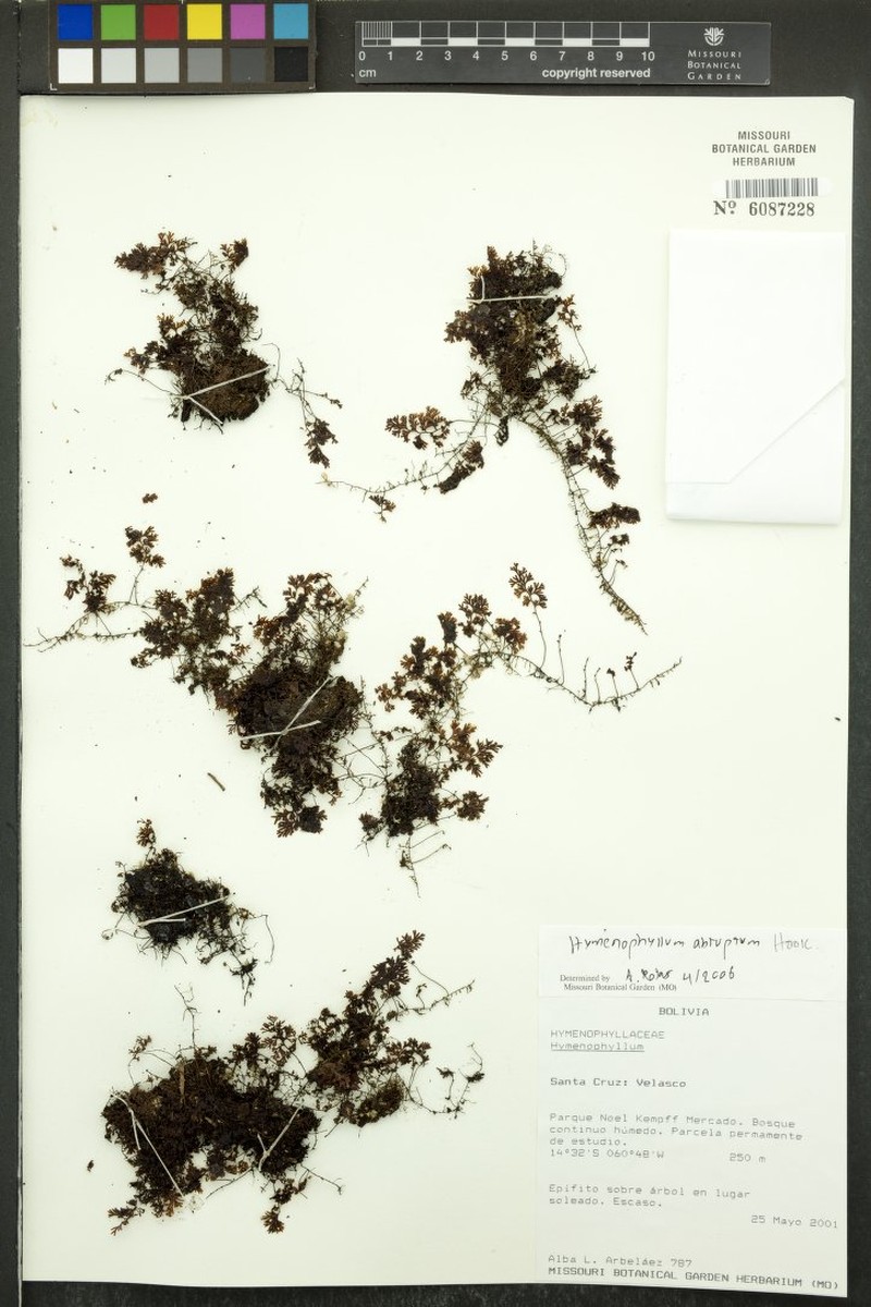 Hymenophyllum lehmannii photo 4