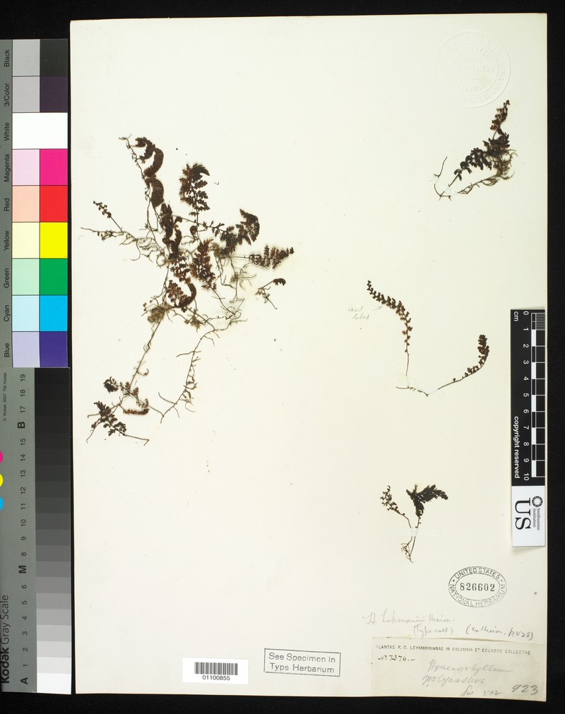 Hymenophyllum lehmannii