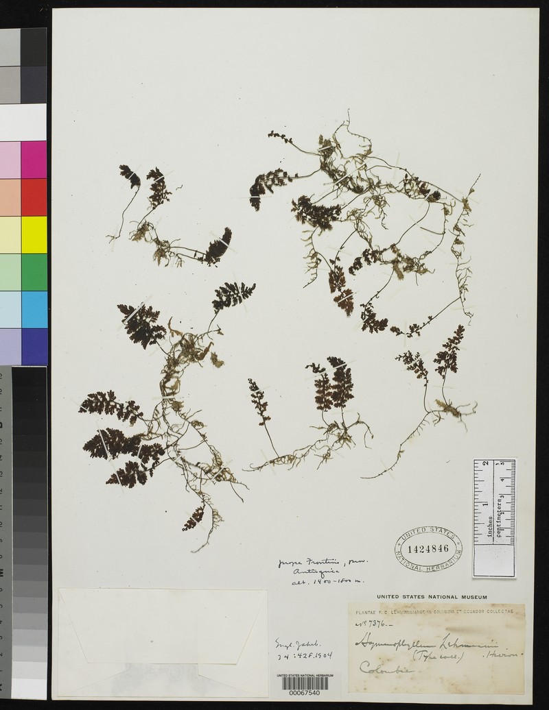 Hymenophyllum lehmannii photo 5