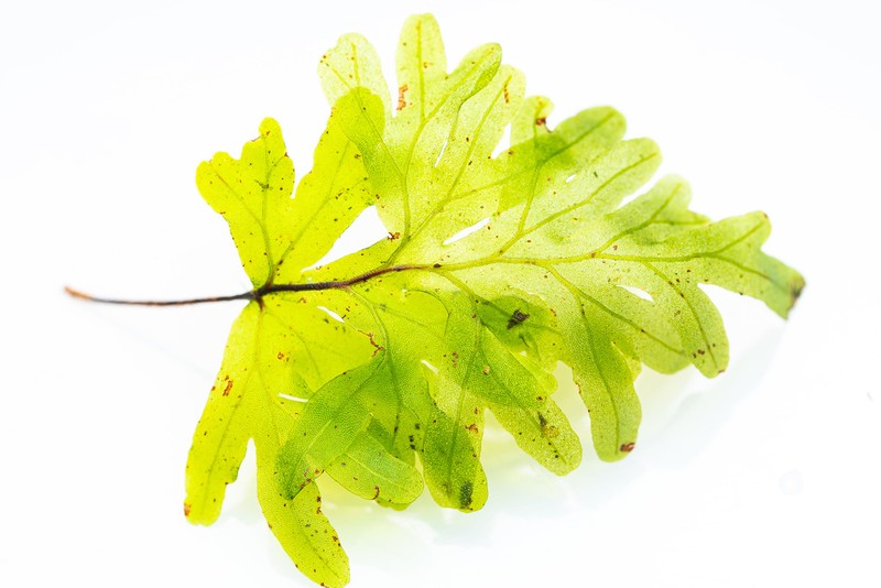 Hymenophyllum leratii photo 2