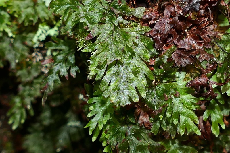 Hymenophyllum leratii photo 3