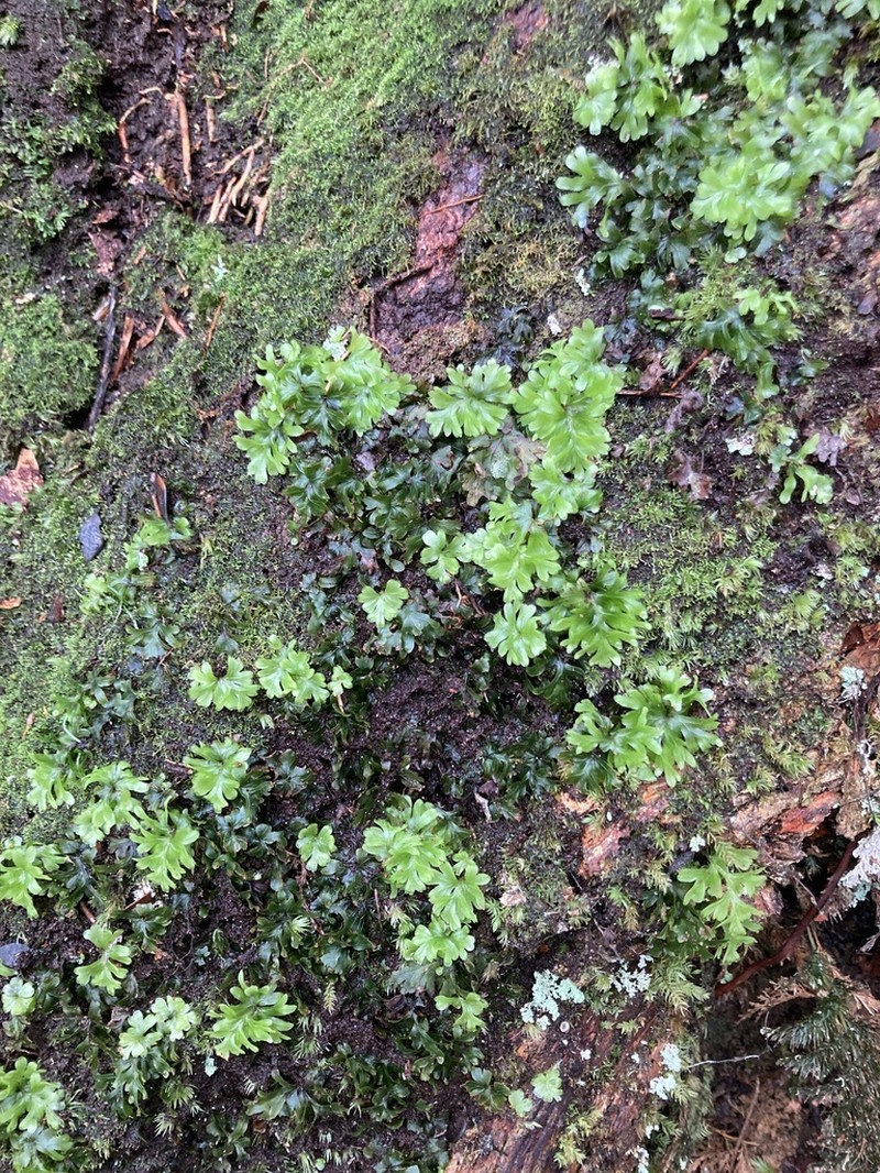 Hymenophyllum leratii photo 4