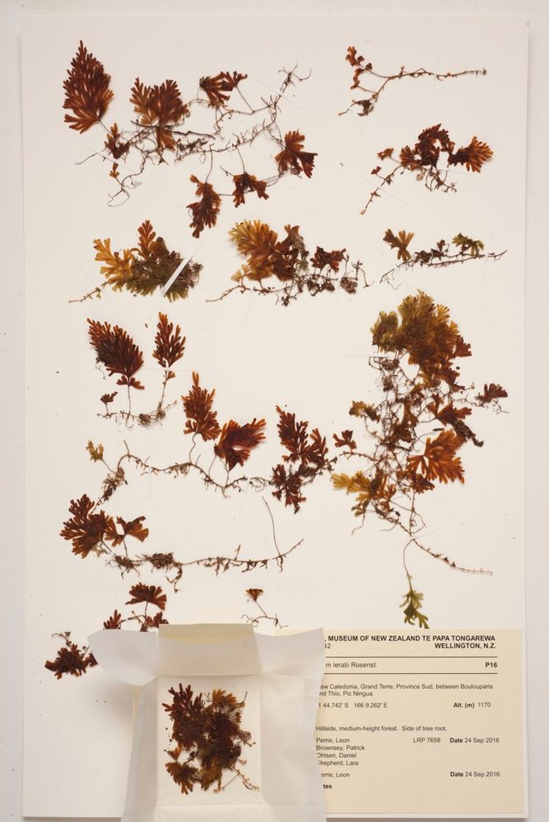 Hymenophyllum leratii photo 5
