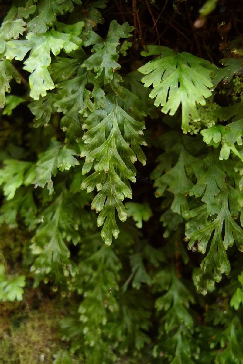 Hymenophyllum leratii photo 6