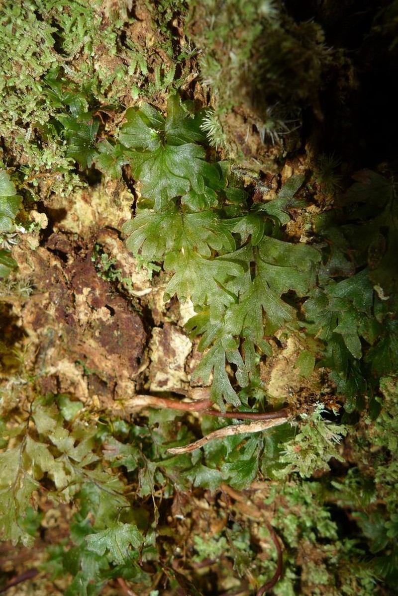 Hymenophyllum leratii photo 7