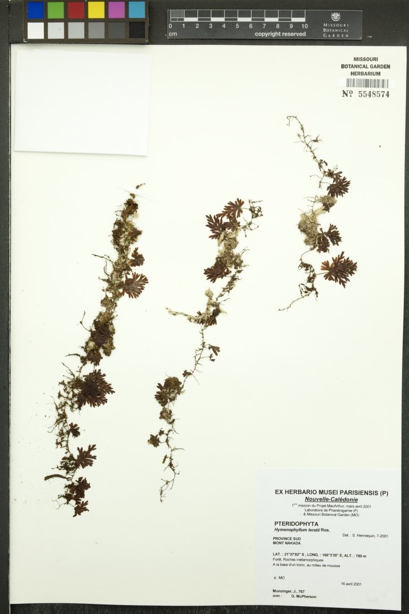 Hymenophyllum leratii photo 8