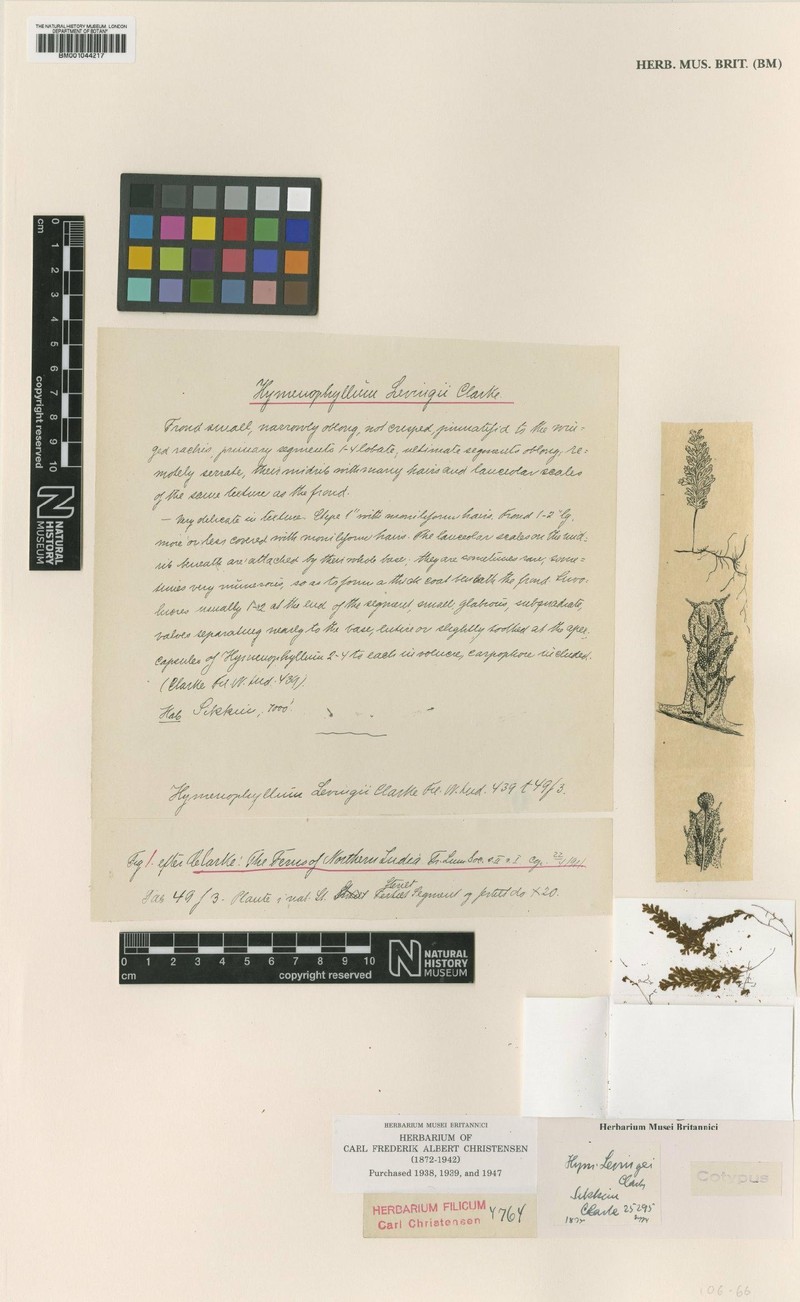 Hymenophyllum levingei