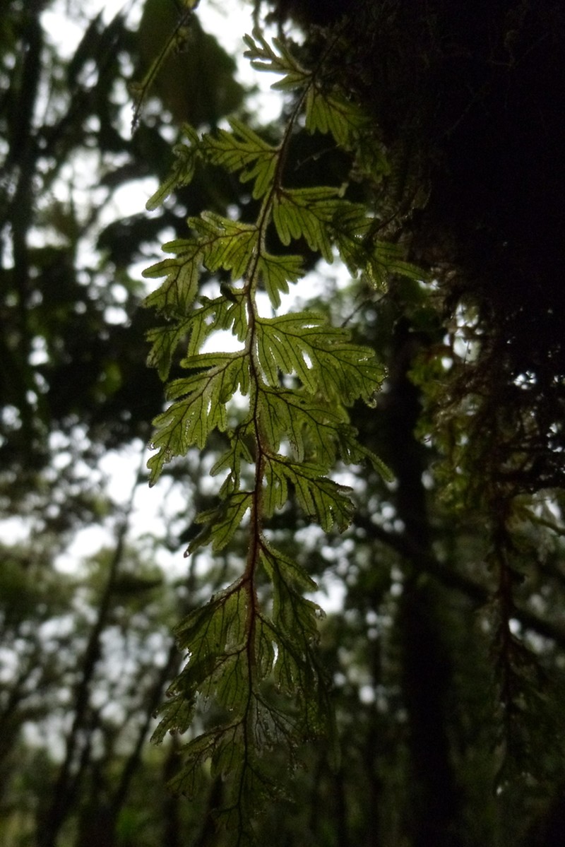Hymenophyllum lindenii photo 2