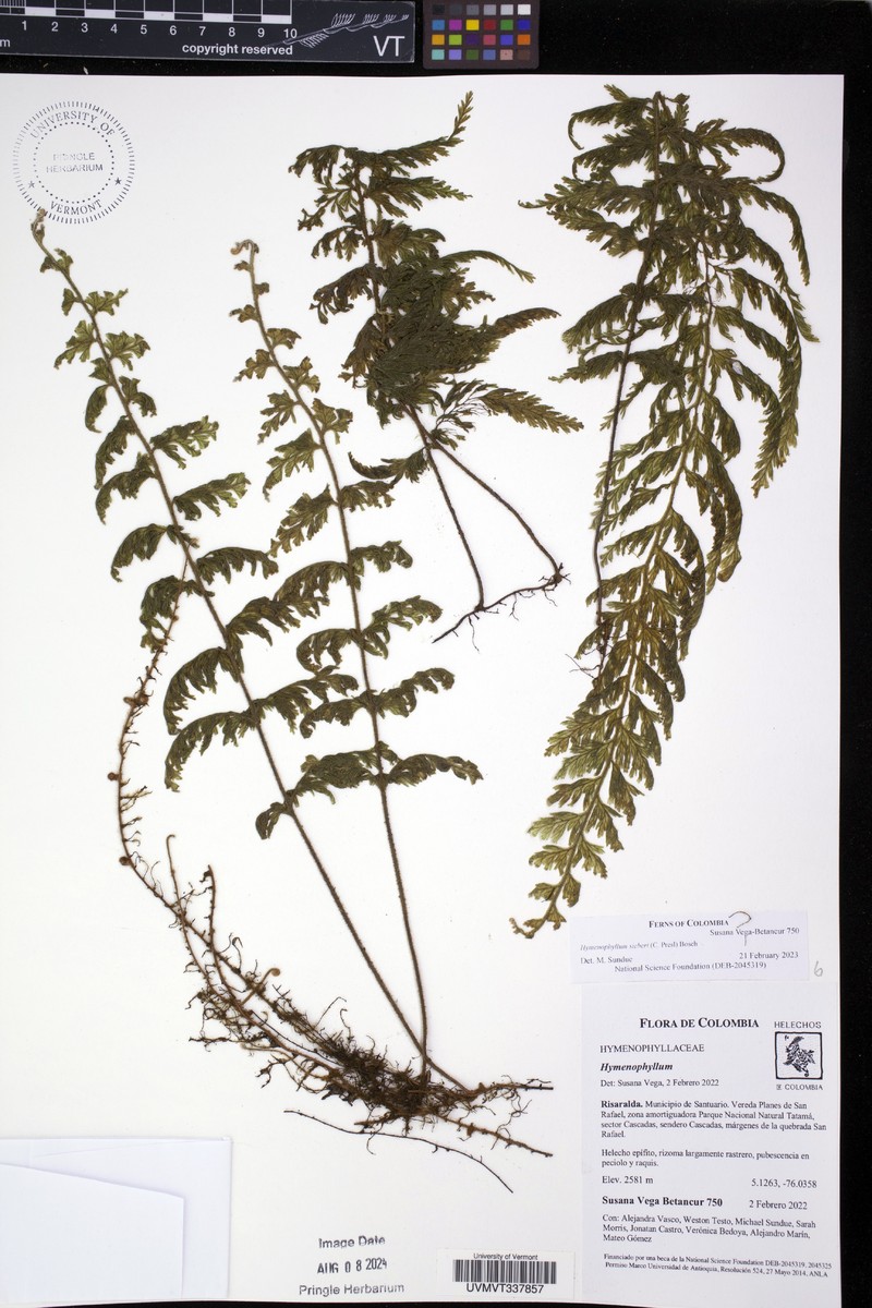 Hymenophyllum lindenii photo 3