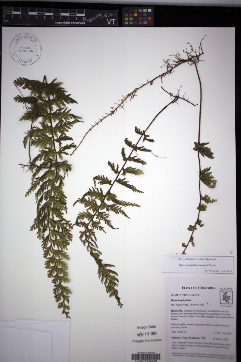 Hymenophyllum lindenii photo 4