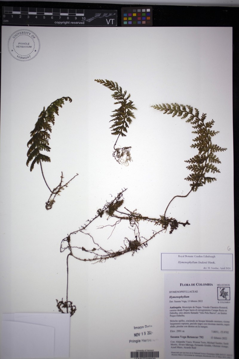 Hymenophyllum lindenii photo 5