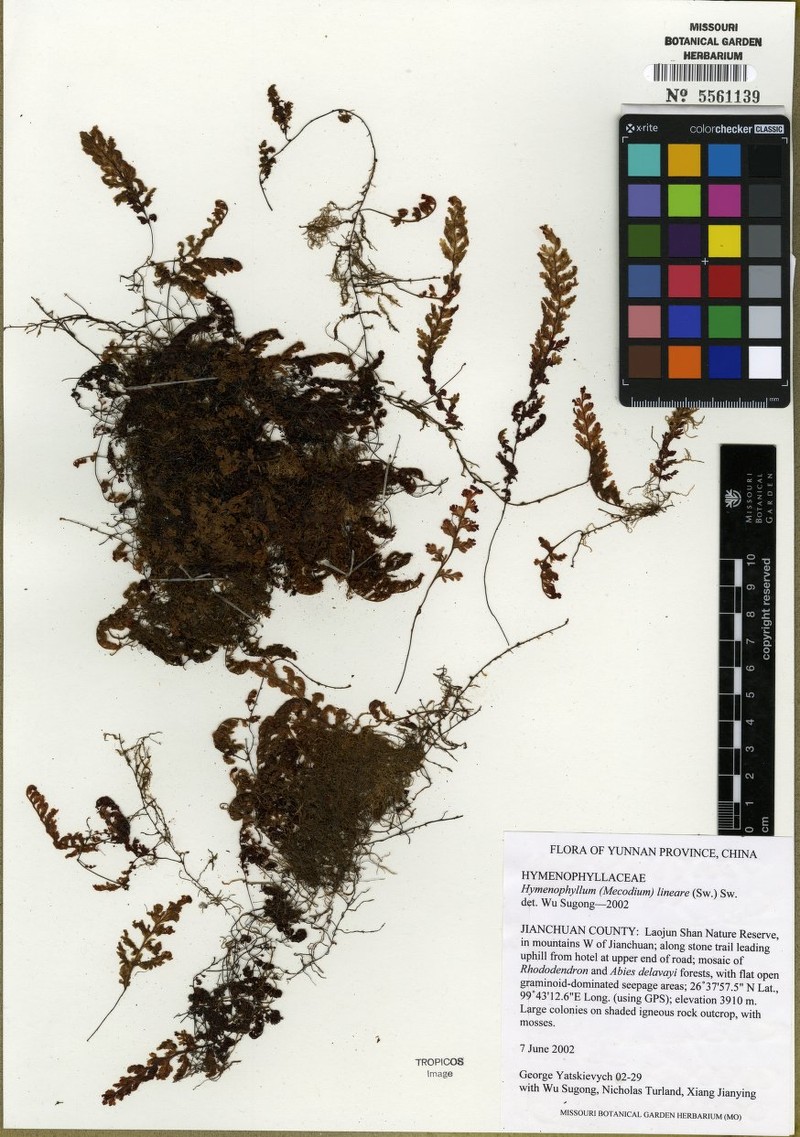 Longtom Filmy Fern