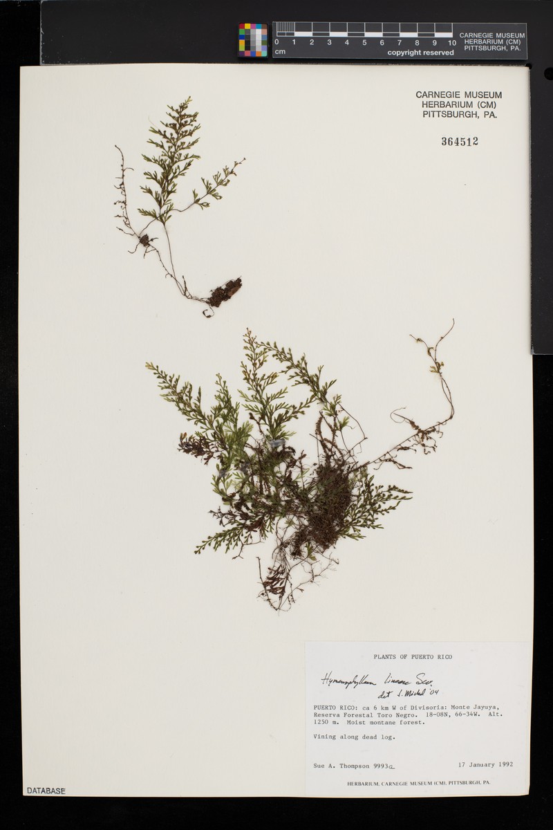 Longtom Filmy Fern photo 2