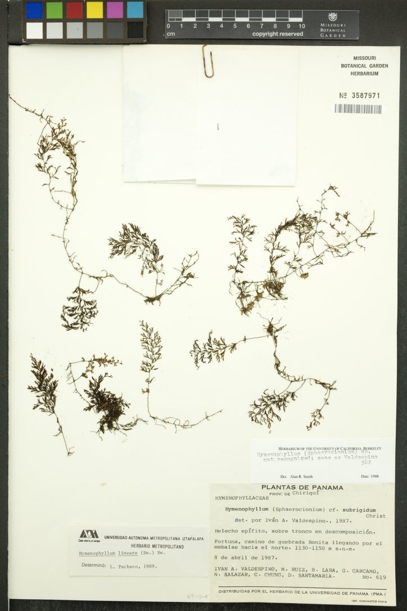 Longtom Filmy Fern photo 3