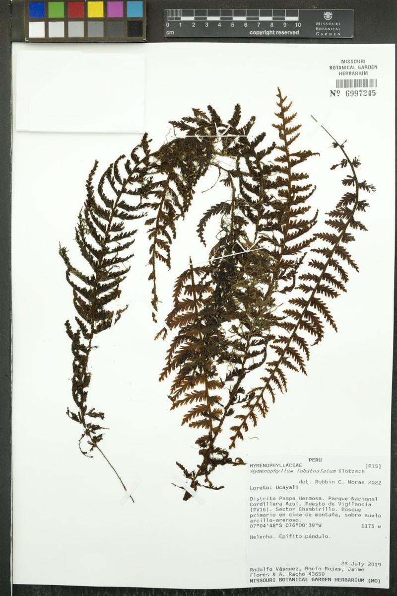 Hymenophyllum lobatoalatum photo 2