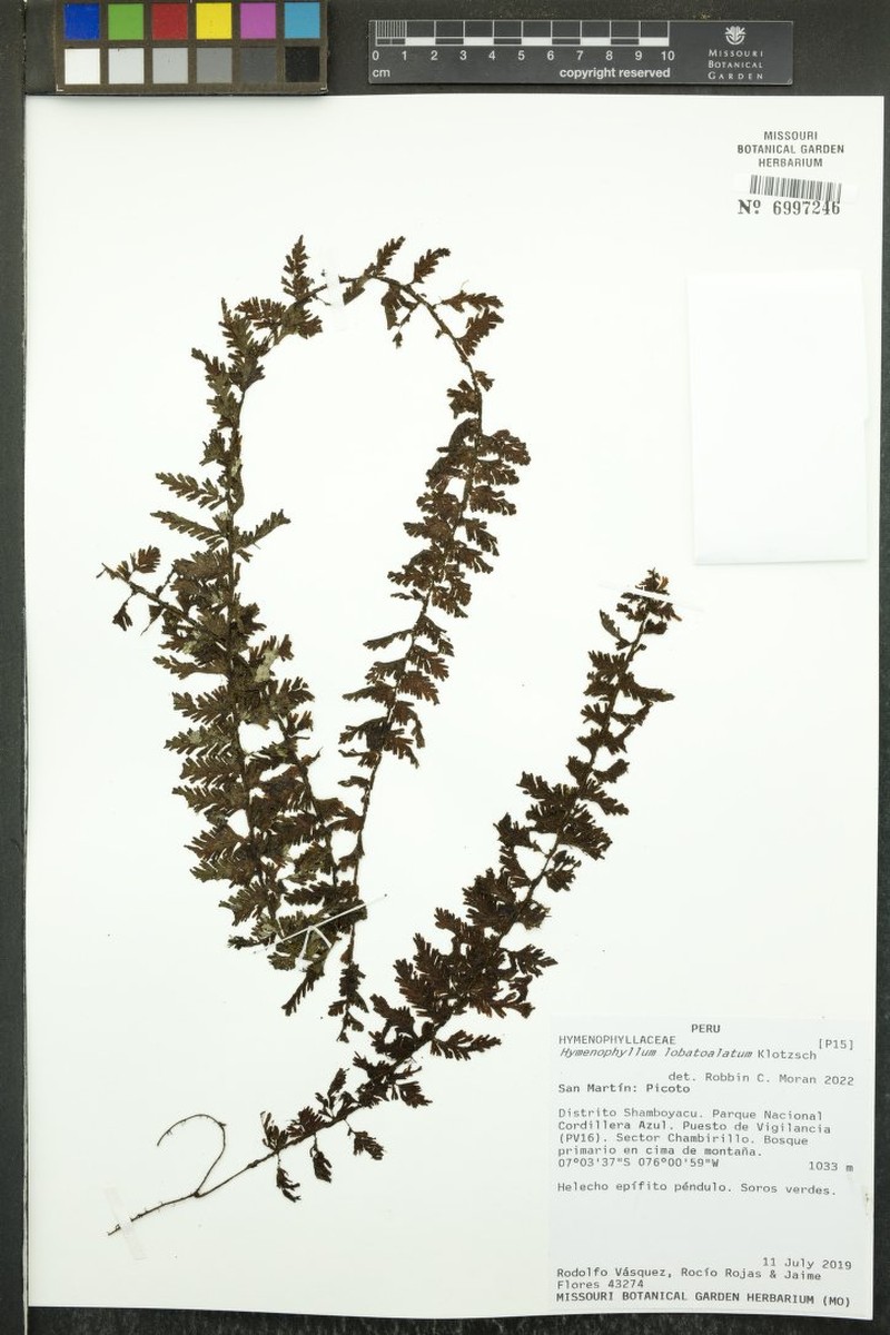 Hymenophyllum lobatoalatum photo 3