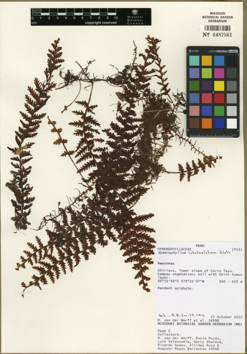 Hymenophyllum lobatoalatum photo 4
