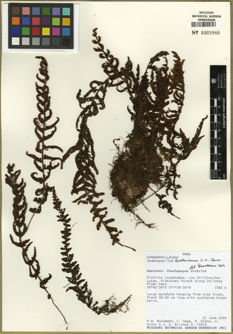 Hymenophyllum lobatoalatum photo 5