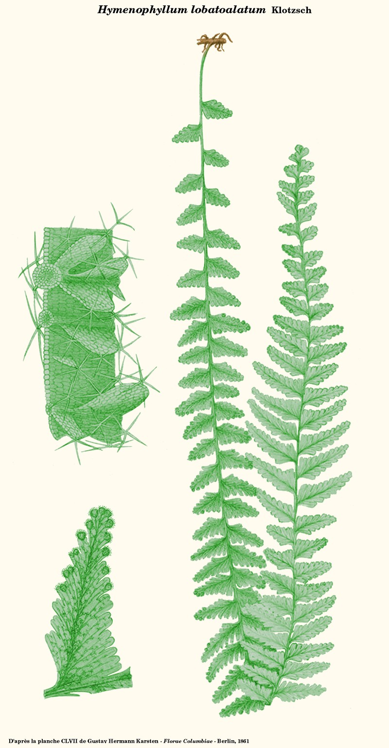 Hymenophyllum lobatoalatum