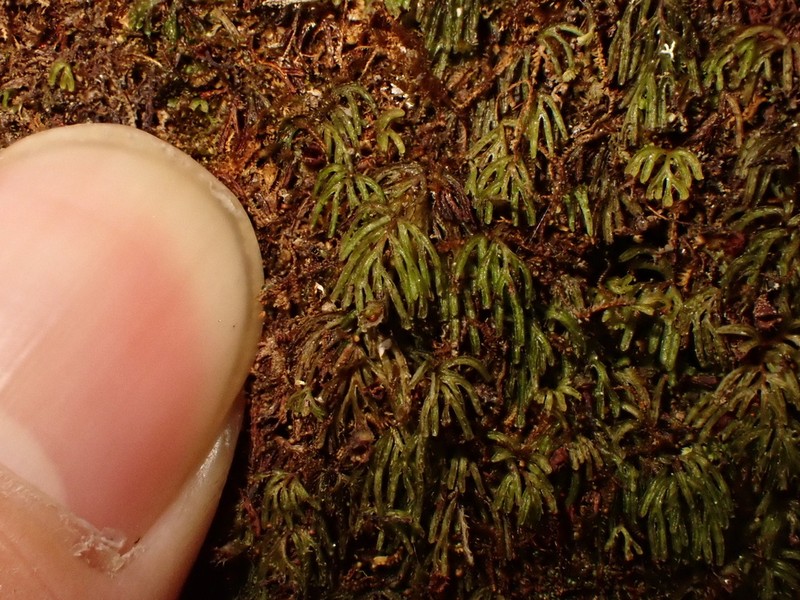 Hymenophyllum lobbii photo 2