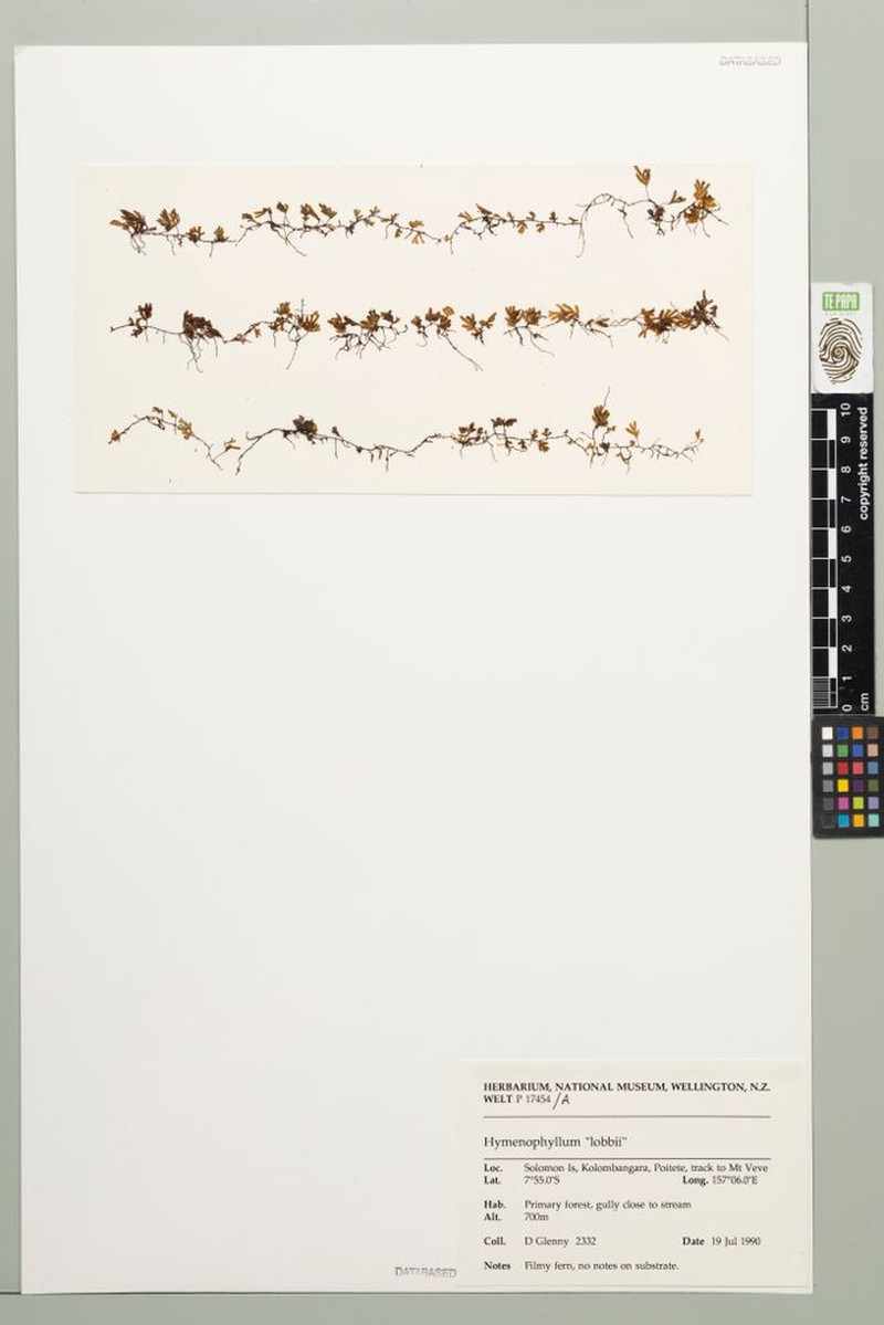 Hymenophyllum lobbii photo 4
