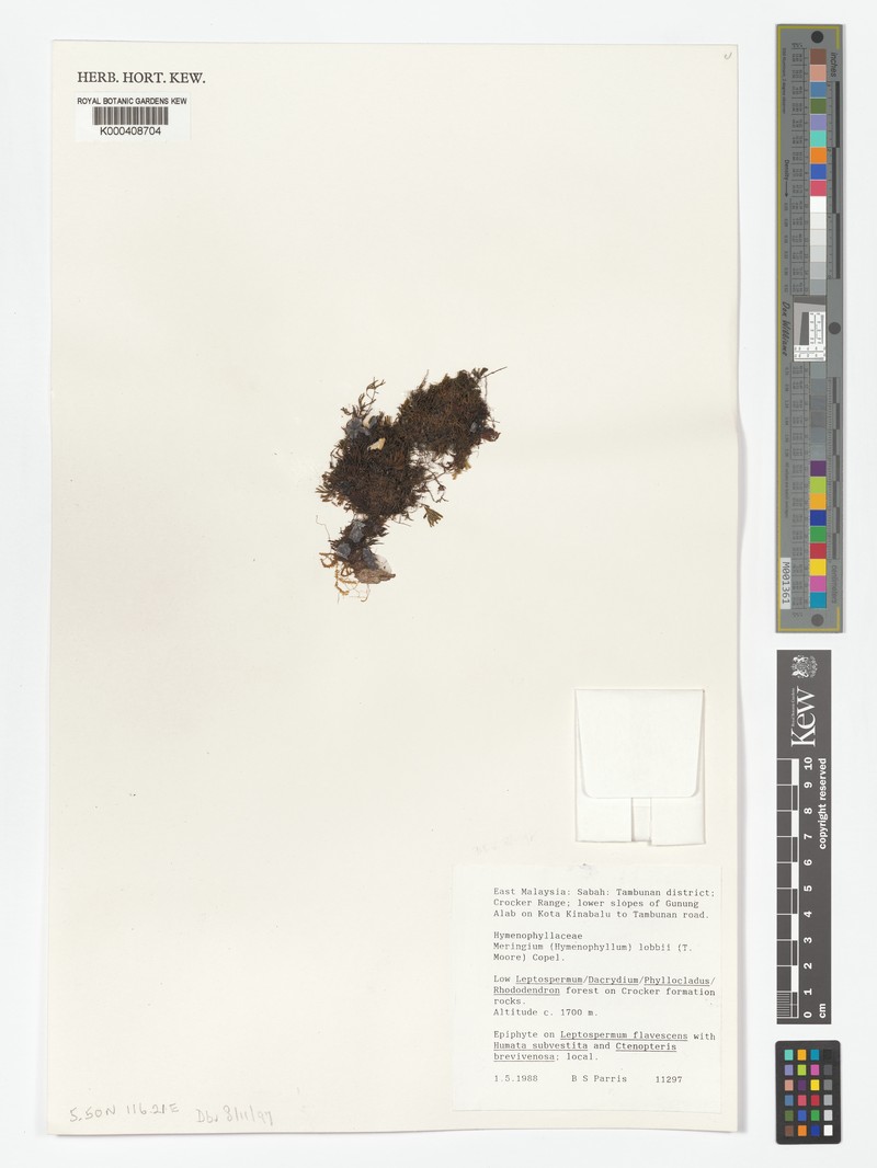 Hymenophyllum lobbii photo 6