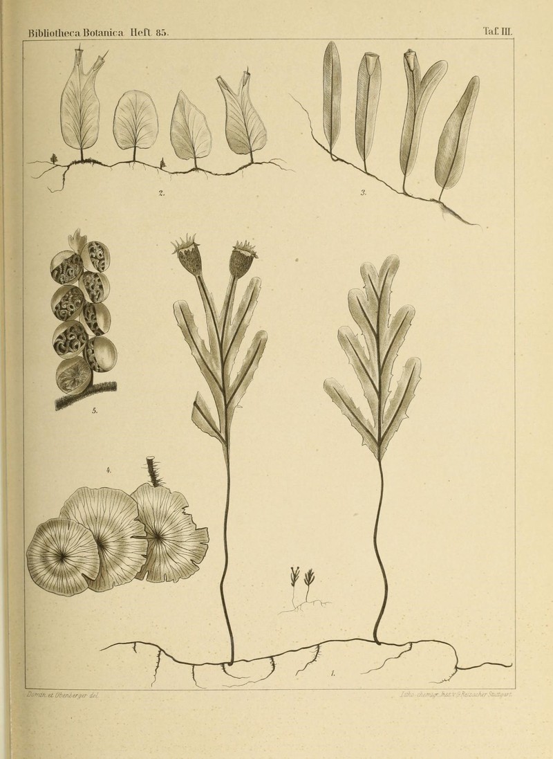 Hymenophyllum lobbii
