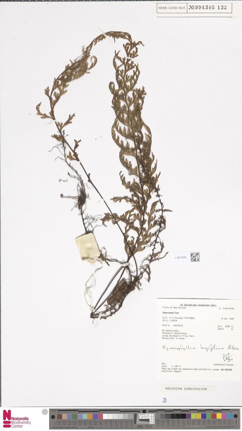 Hymenophyllum longifolium