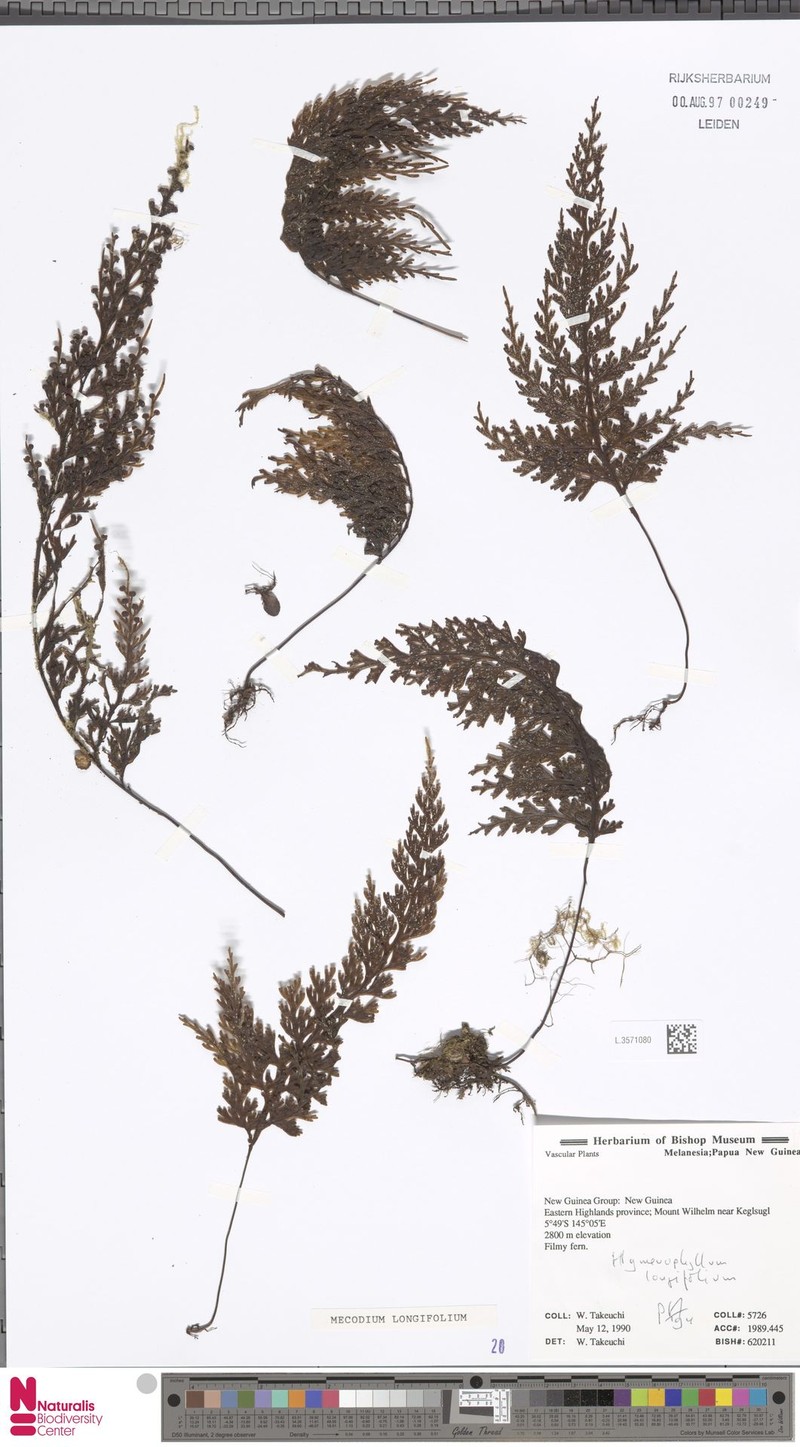 Hymenophyllum longifolium photo 2
