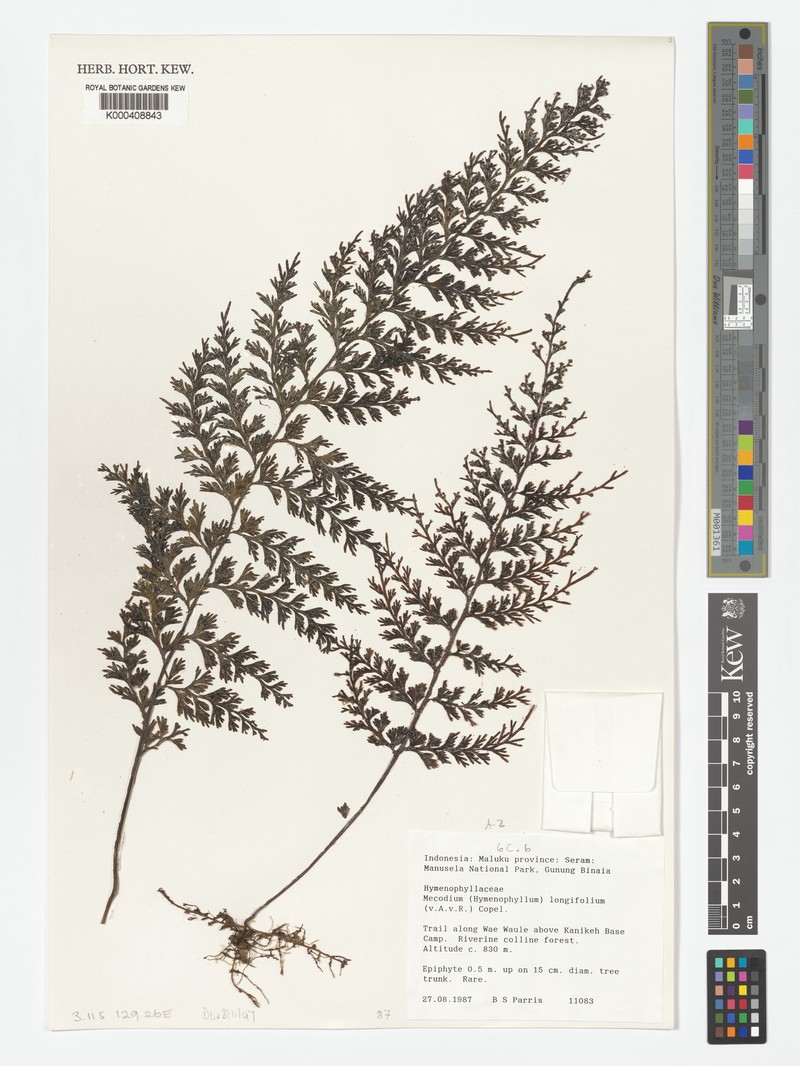 Hymenophyllum longifolium photo 3
